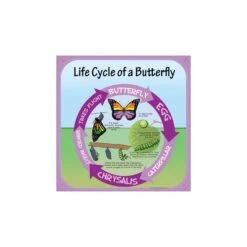 Life Cycle Of A Butterfly Sign