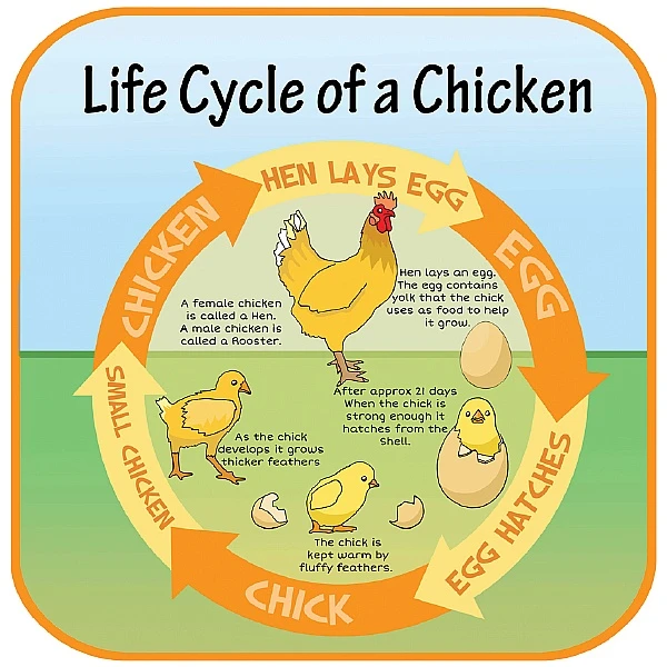 Life Cycle Of A Chicken Sign 1 Life Cycle Of A Chicken Sign