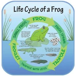Life Cycle Of A Frog Sign
