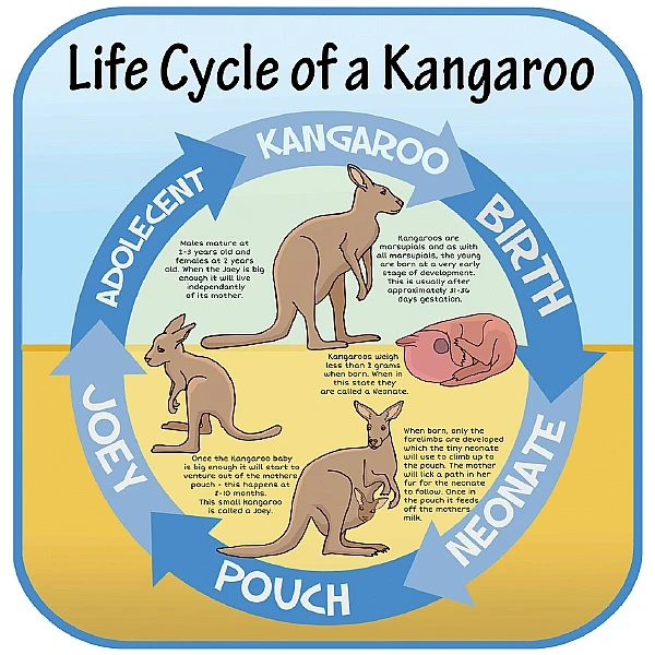 Life Cycle Of A Kangaroo Sign 1 Life Cycle Of A Kangaroo Sign
