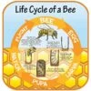 Life Cycle Of A Bee Sign