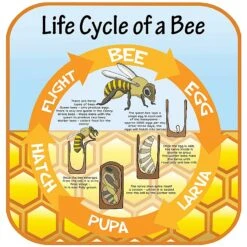 Life Cycle Of A Bee Sign