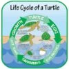 Life Cycle Of A Turtle Sign