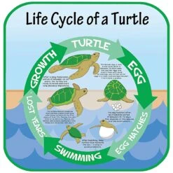 Life Cycle Of A Turtle Sign