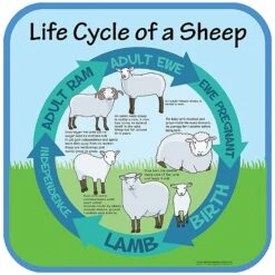 Life Cycle Of A Sheep Sign