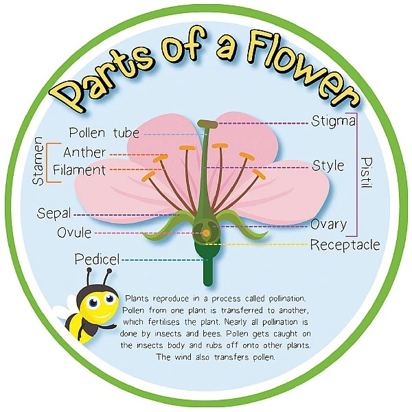 Pollination (Parts Of A Flower) Sign 1 Pollination (Parts Of A Flower) Sign