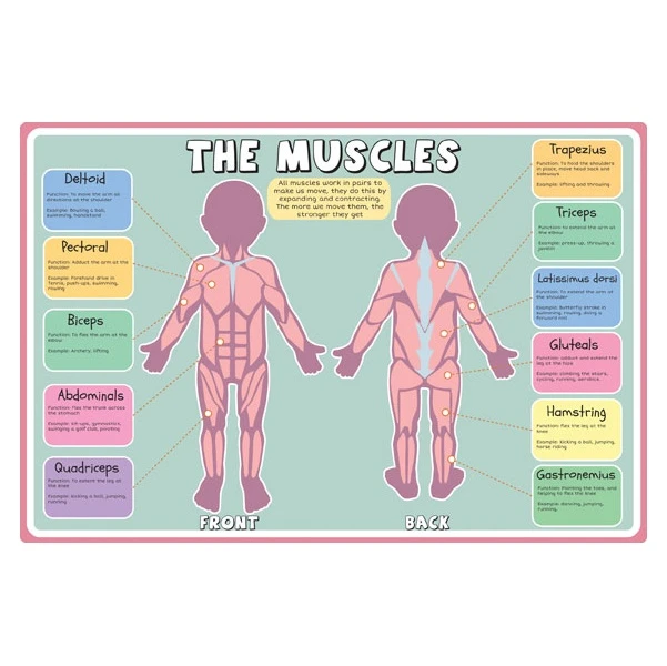 Muscles Sign 1 Muscles Sign