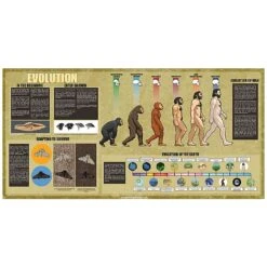 Evolution Mural